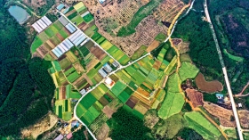 广西省钦州市的农家菜园.jpg